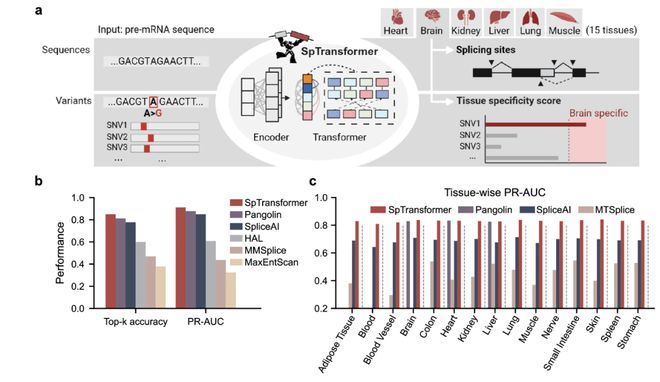 精准预测RNA可变剪接浙大多模态深度学习模型SpTransformer(图2)