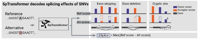 精准预测RNA可变剪接浙大多模态深度学习模型SpTransformer(图3)